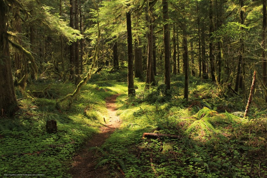 Тайга хвойный Бор НЕПРОХОДИМАЯ