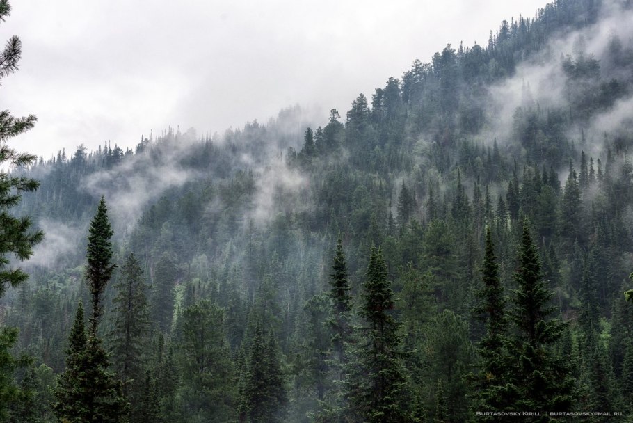 Дремучий лес пихта кедр