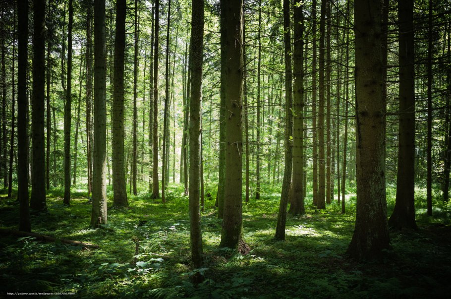Тайга хвойный Бор НЕПРОХОДИМАЯ