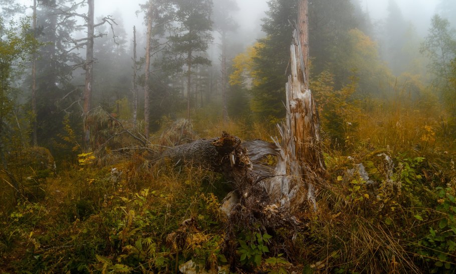 Кострома хвойные леса
