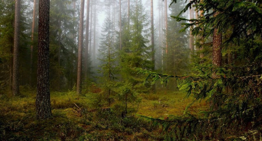 Глухой Таежный лес