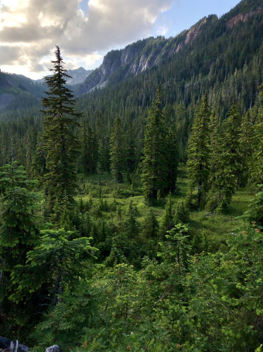 Южнотаёжные Ельники