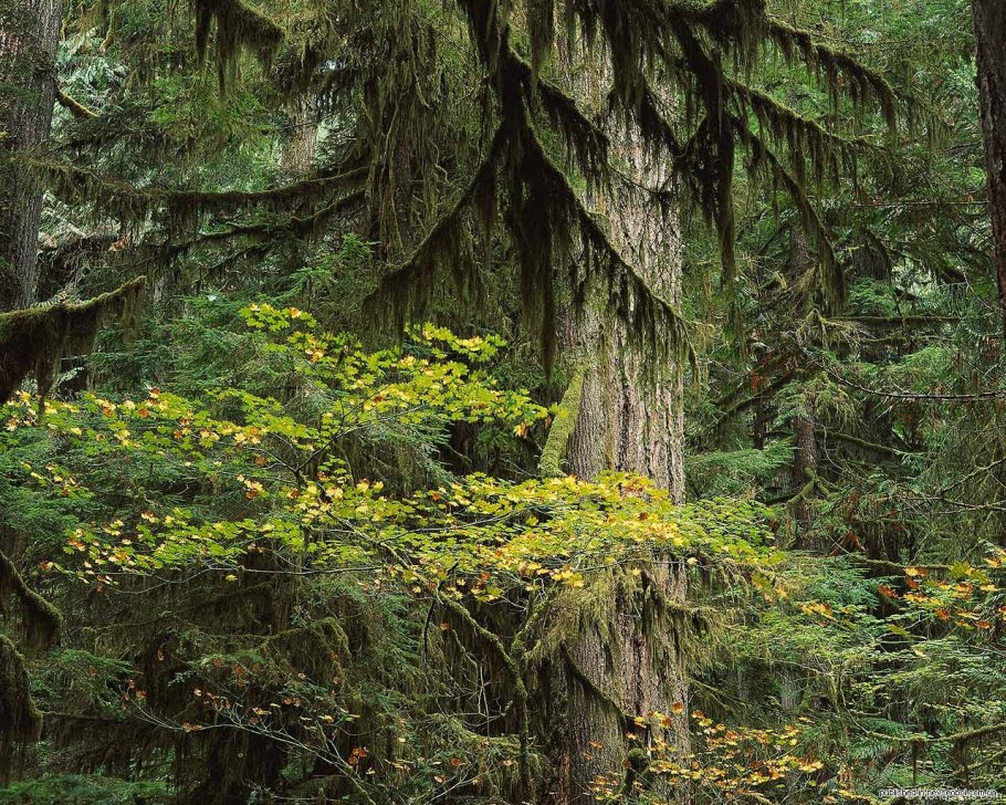 Тайга (хвойные леса) Сыктывкар