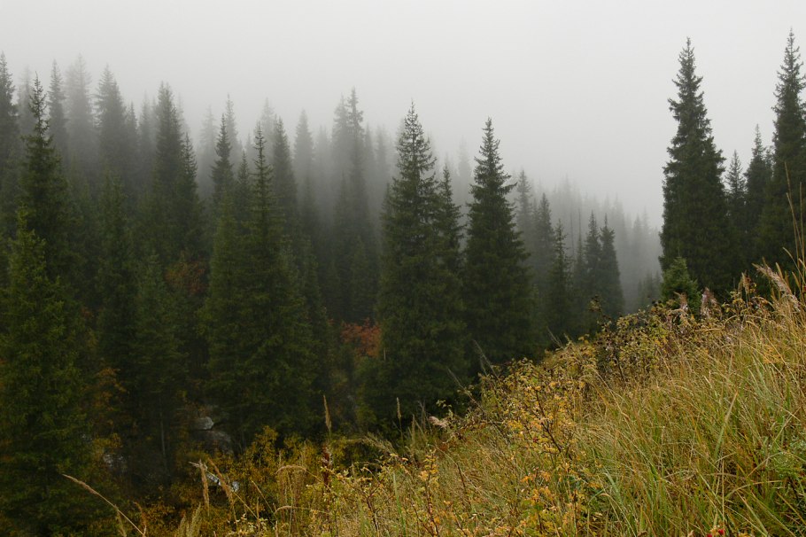 Лесная тропинка в хвойном лесу