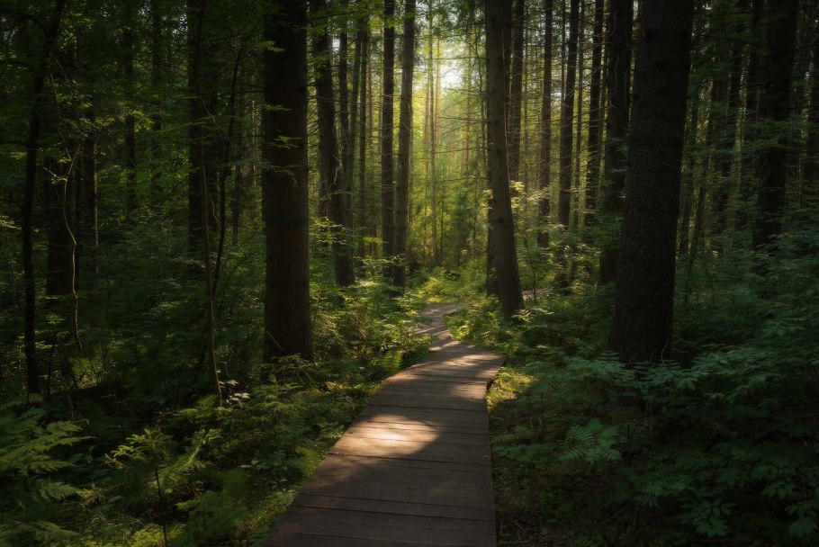 Хвойные Лесные массивы