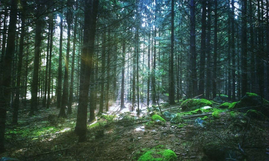 Брянский НЕПРОХОДИМЫЙ лес