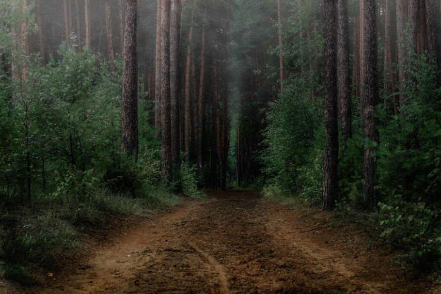 Тайга хвойный Бор НЕПРОХОДИМАЯ