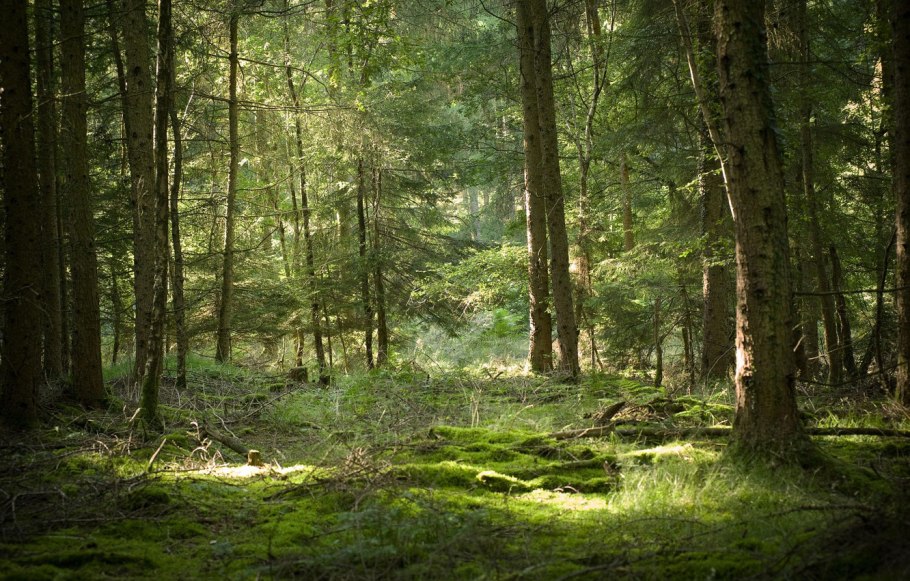 Сосновый Бор и еловый Бор