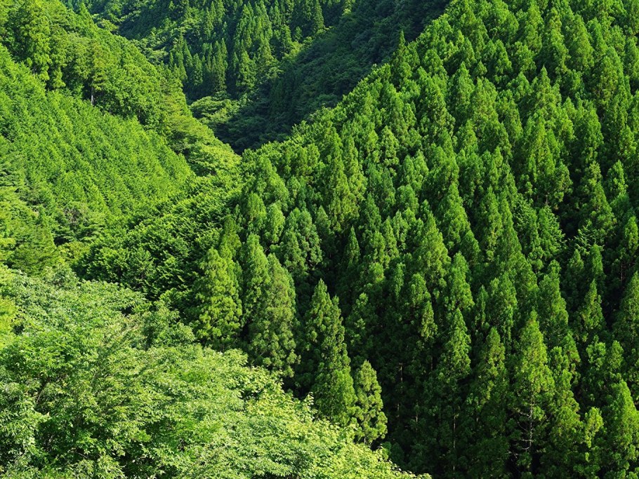 Темный ельник