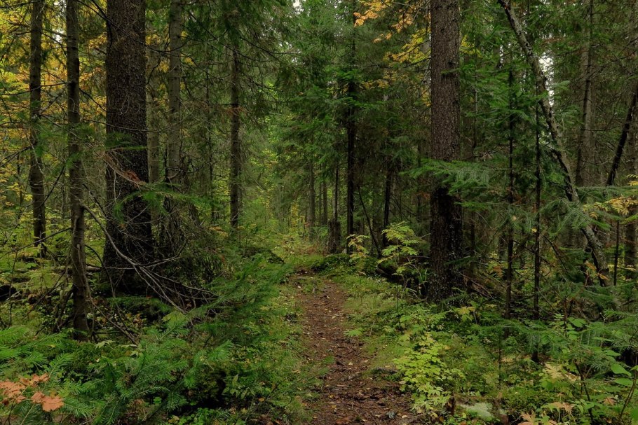 Тайга хвойные леса России