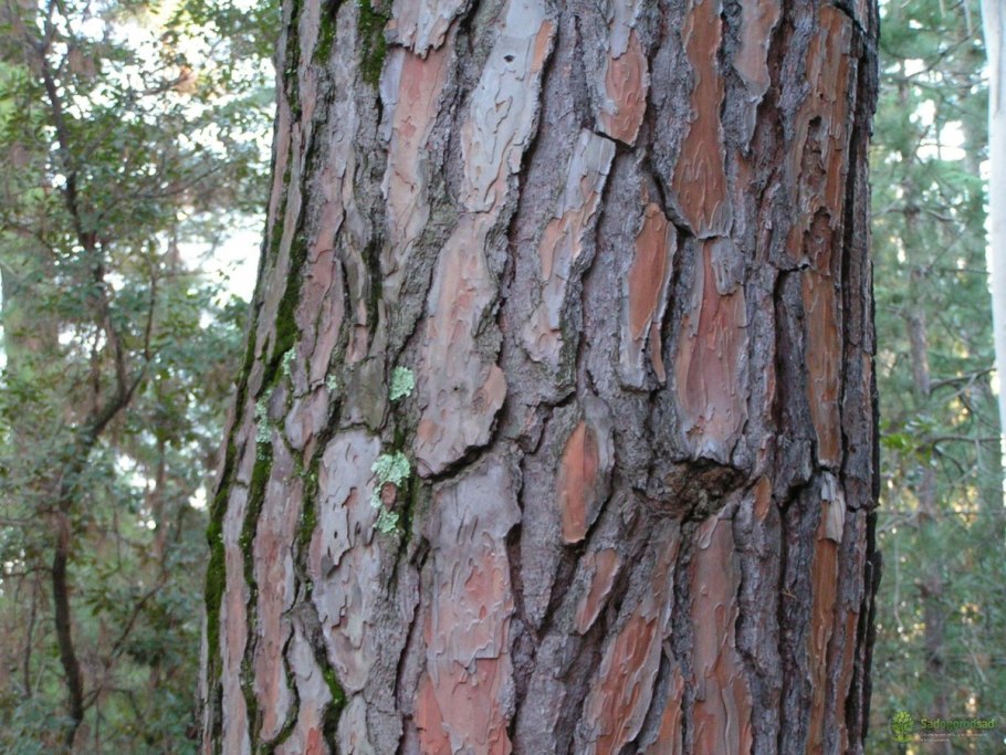 Кедр Сибирский дерево кора