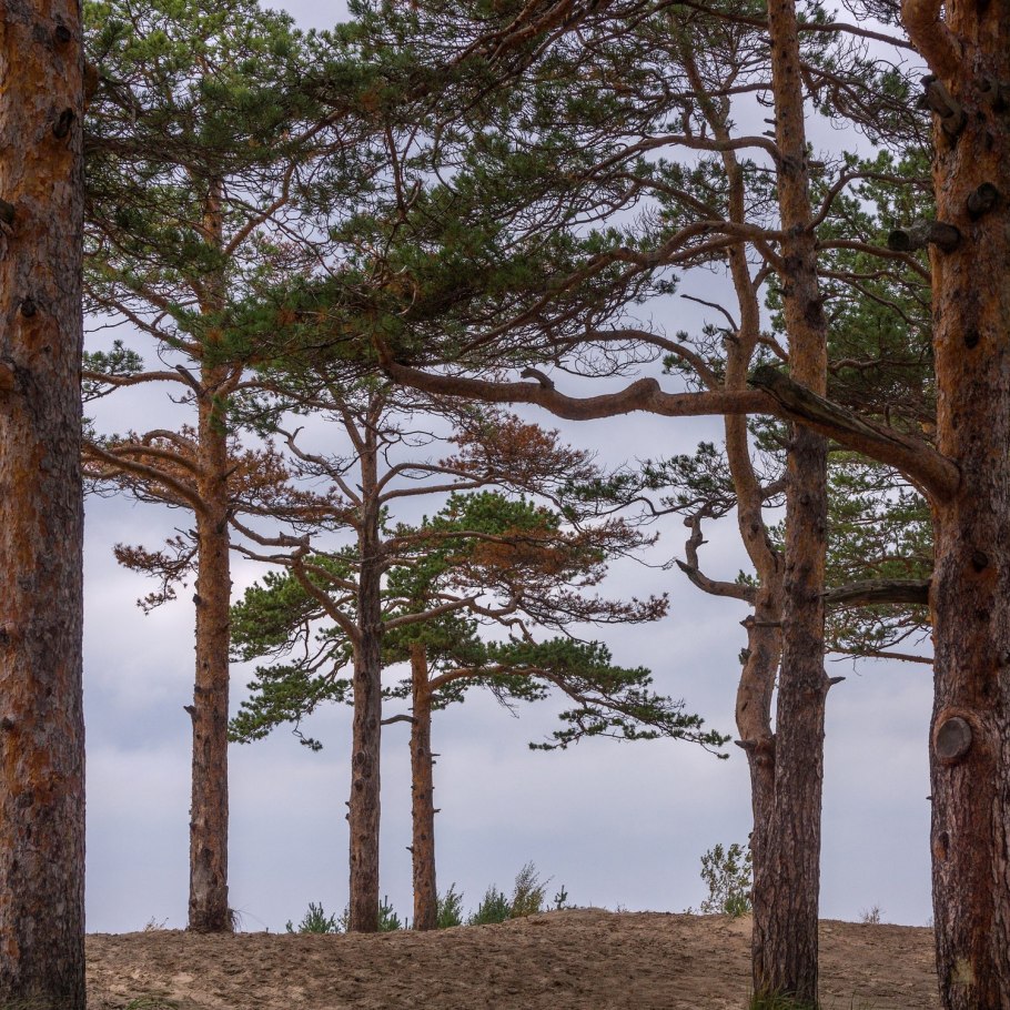 Сосна Берто