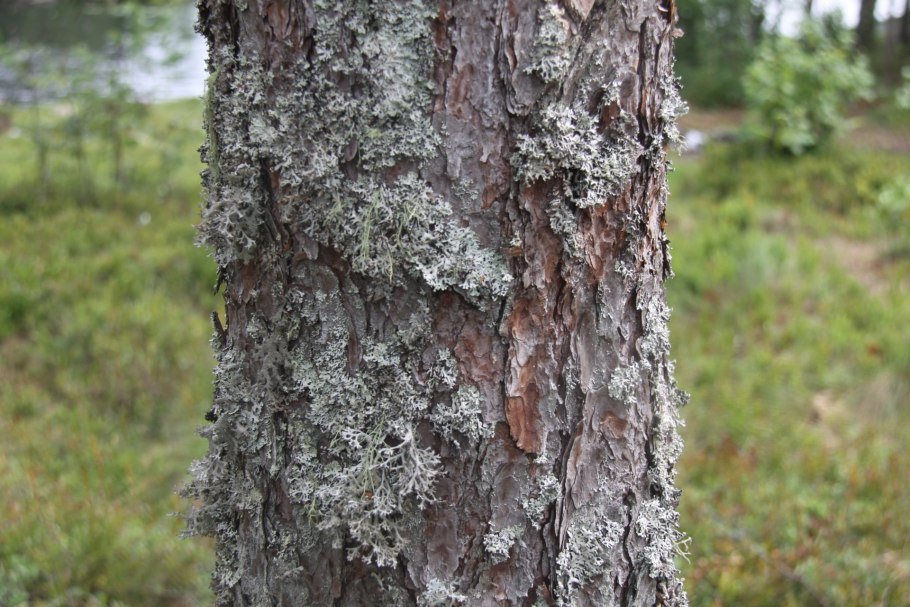 Лесной лишайник