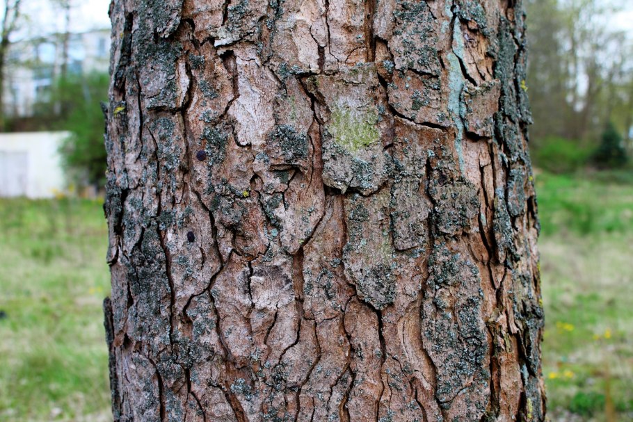 Кора дерева