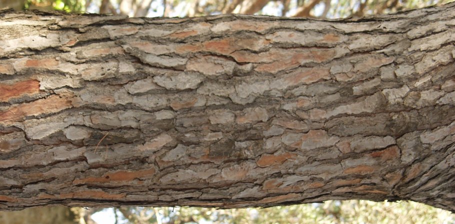 Дерево Хиноки кора