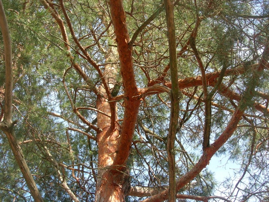 Сосна обыкновенная кора ствола