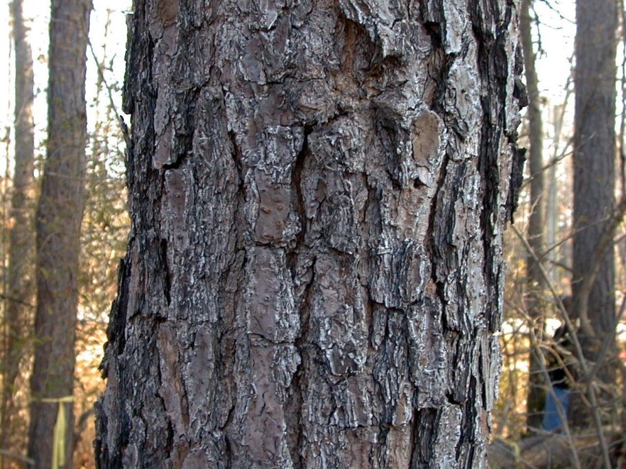 Сибирская лиственница кора