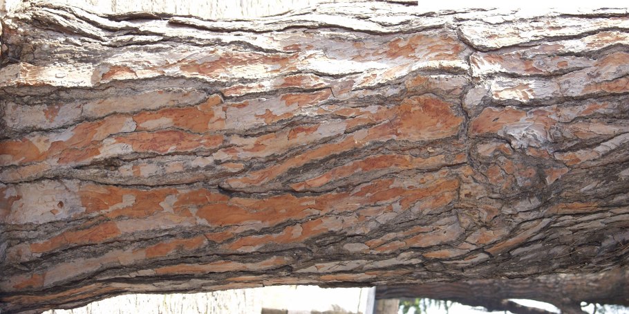 Кора хвойных деревьев