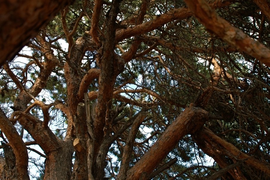 Крона сосны пинии