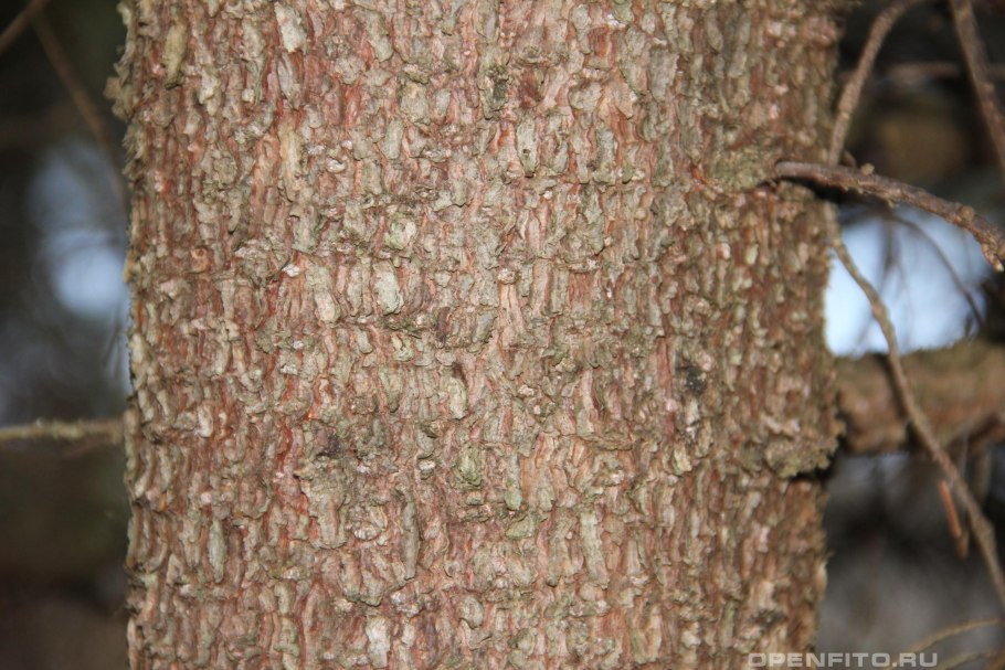 Ель ствол кора