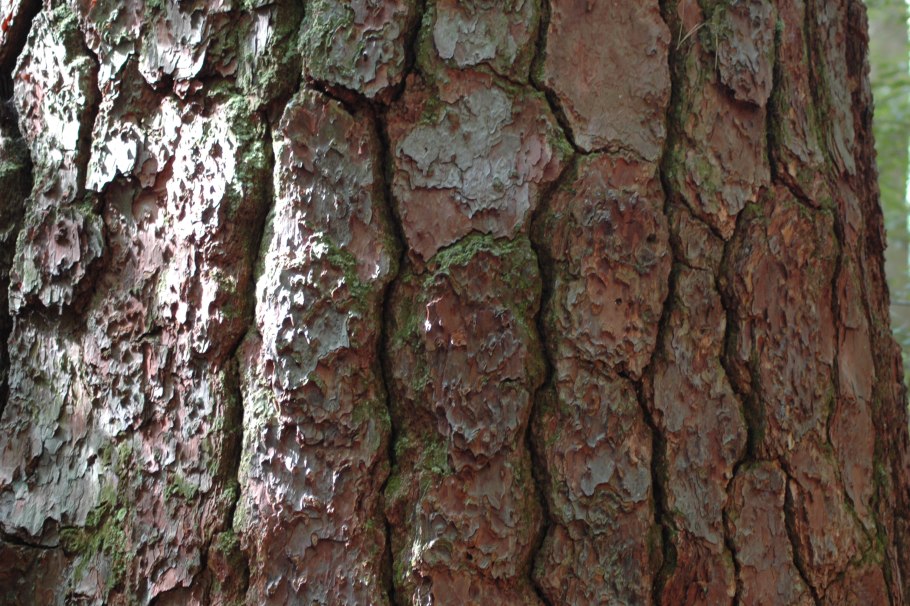 Сосна Кедровая Сибирская кора