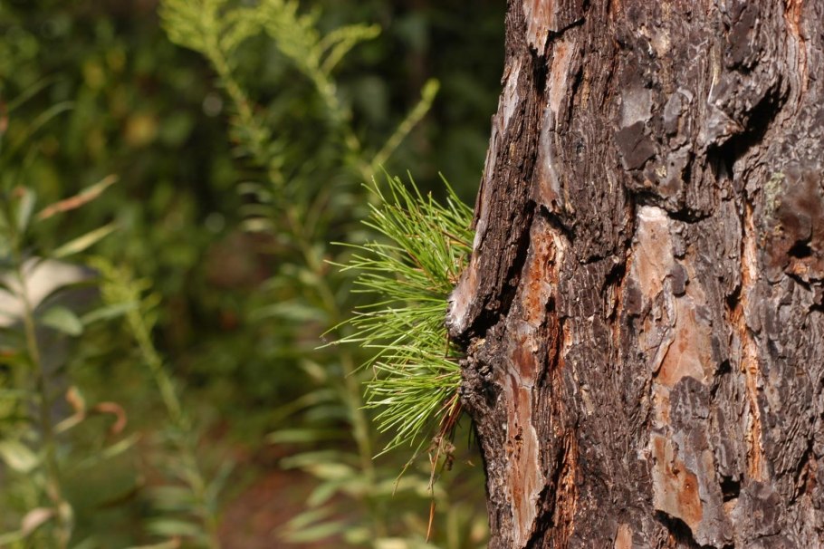 Сосна Сибирская Кедровая Pinus sibirica кора
