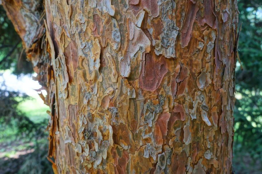 Сосна обыкновенная кора