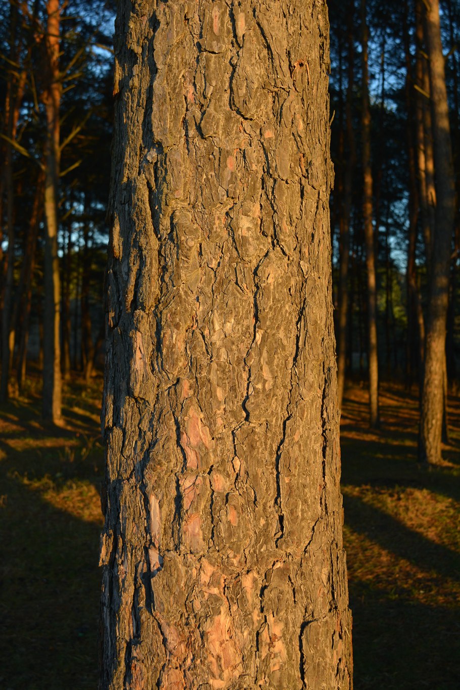 Pinus Sylvestris кора
