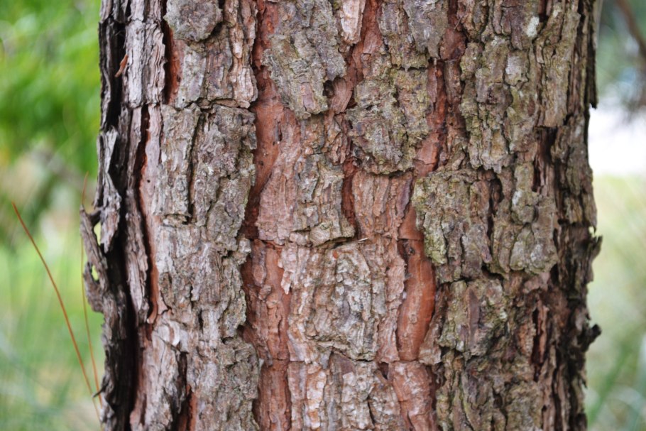 Сибирская лиственница кора