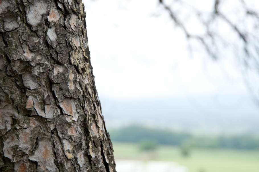 Текстура коры