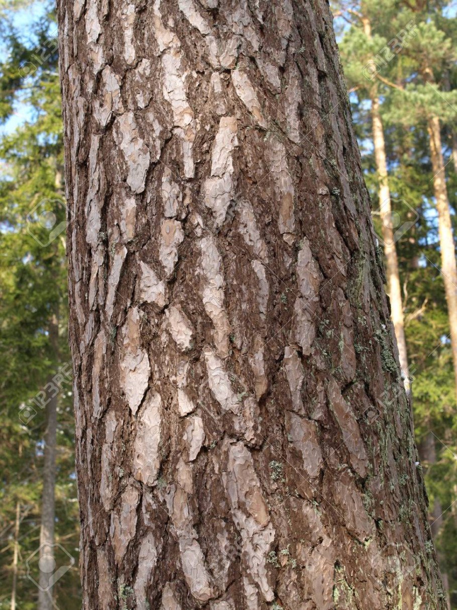 Кора старой сосны