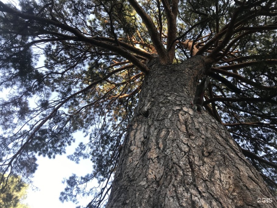 Сосна Бальфура