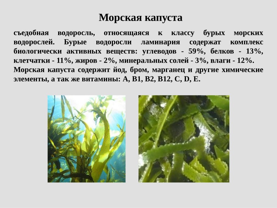 Съедобная бурая водоросль, "морская капуста"