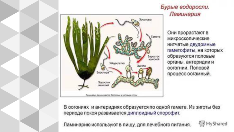 Цикл размножения бурых водорослей