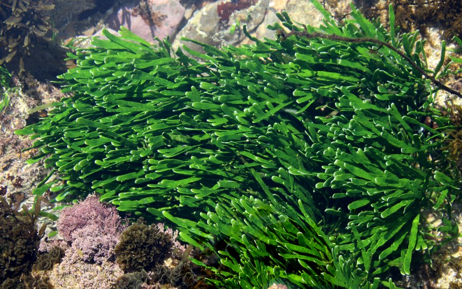 Каулерпа (Caulerpa serrulata