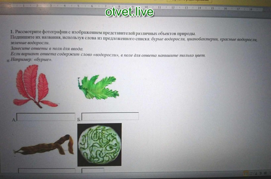 Рассмотрите изображения представителей различных объектов природы