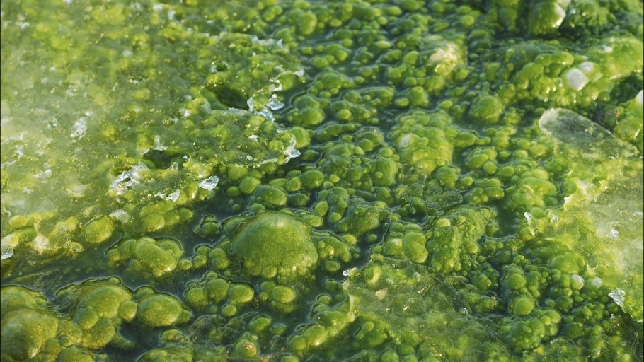 Мемы про водоросли