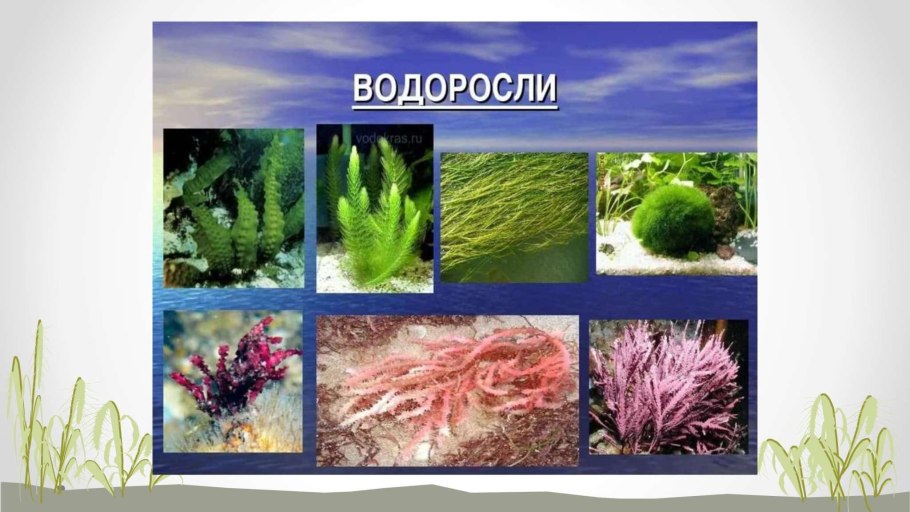 Водоросли картинки с названиями