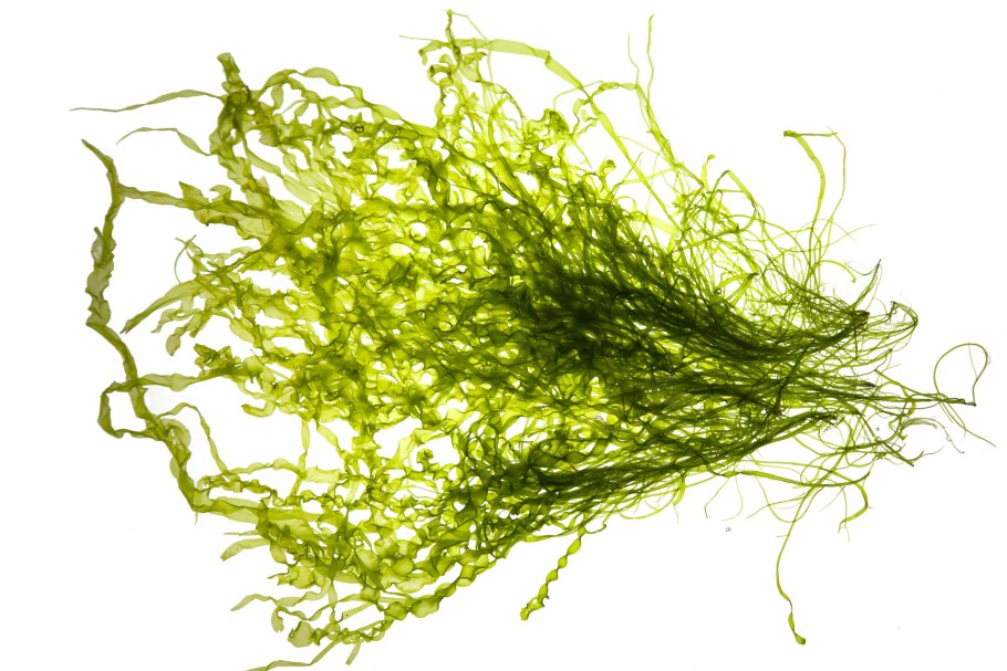 Дюренея водоросль