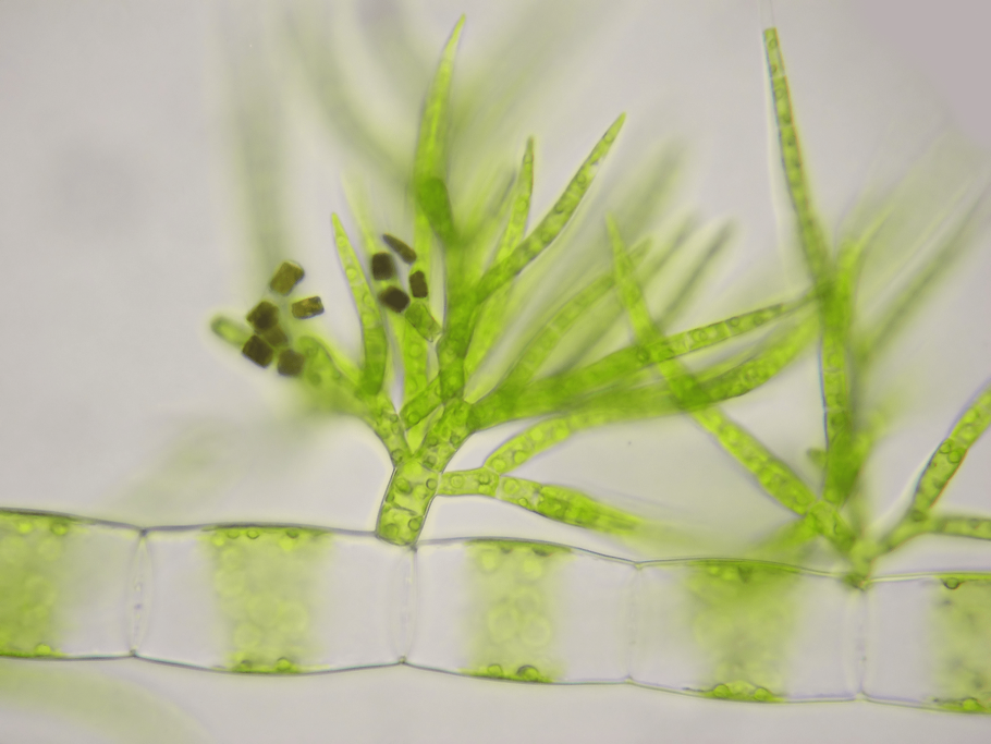 Улотрикс бурая водоросль