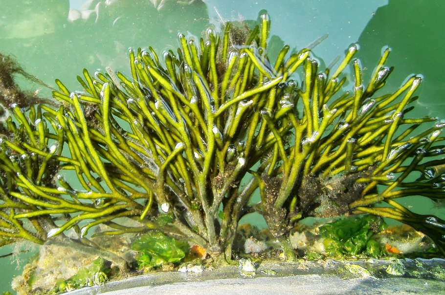 Кодиум водоросль