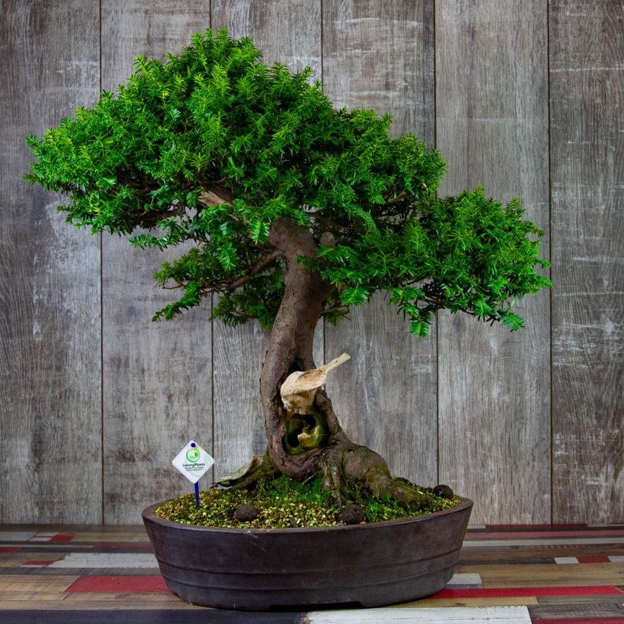 Бонсай из Тиса