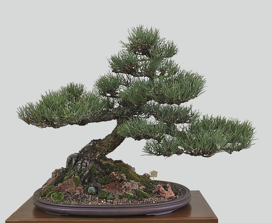 Podocarpus gracilior (Ногоплодник)