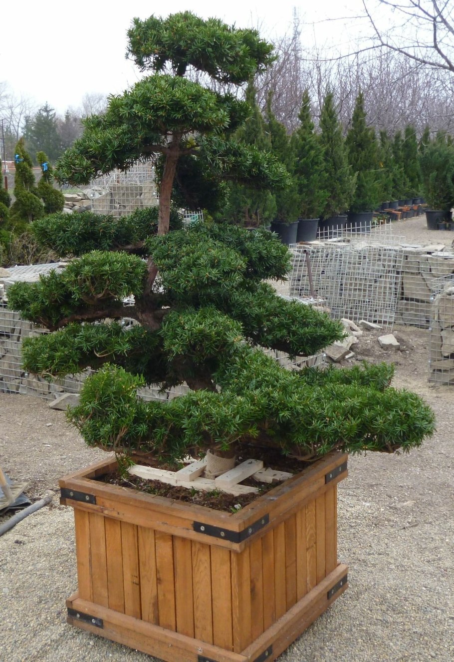 Тисс ягодный бонсай