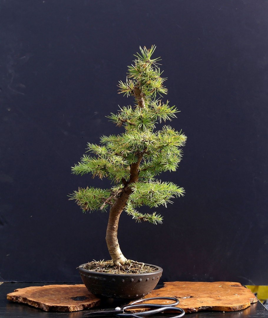 Тисс бонсай