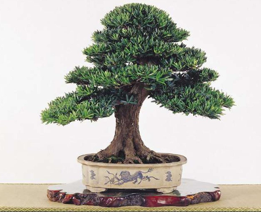 Бонсай Эстетика