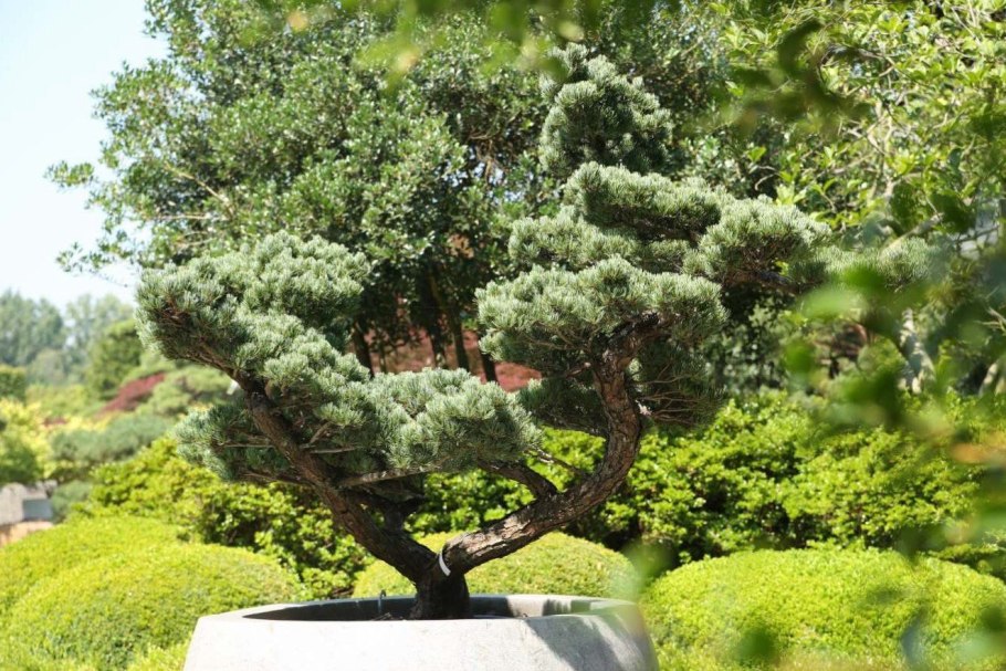 Можжевельник казацкий бонсай