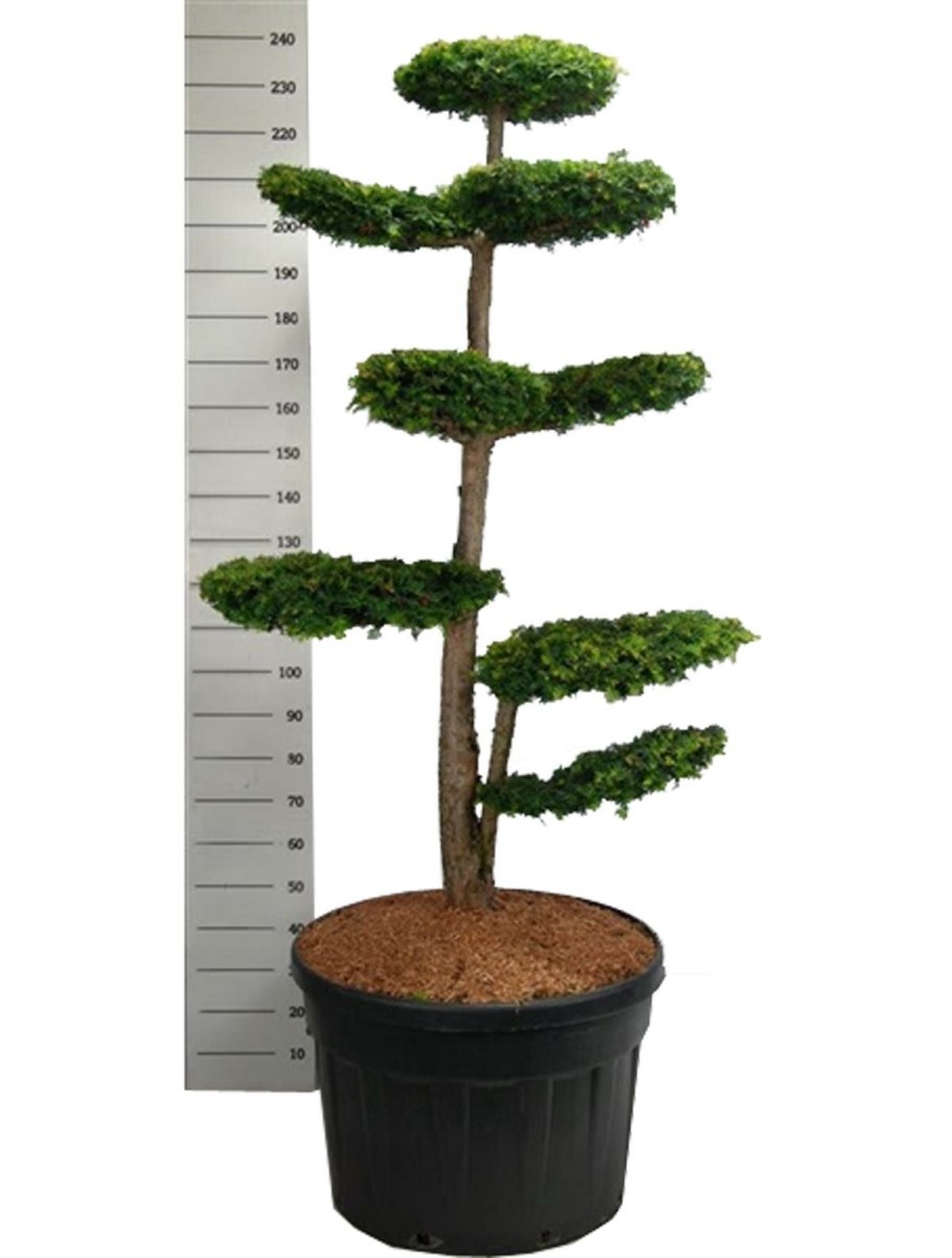 Бонсай тисовый