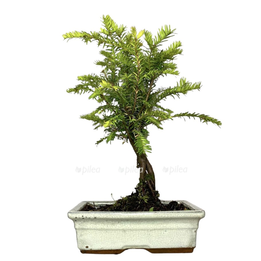 Криптомерия японская бонсай