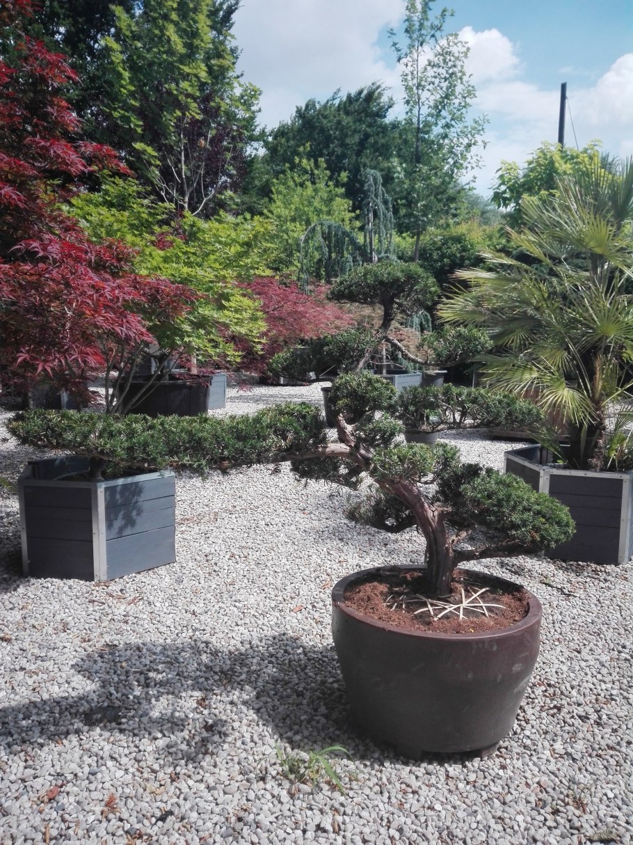 Дерево бонсай на Красном фоне